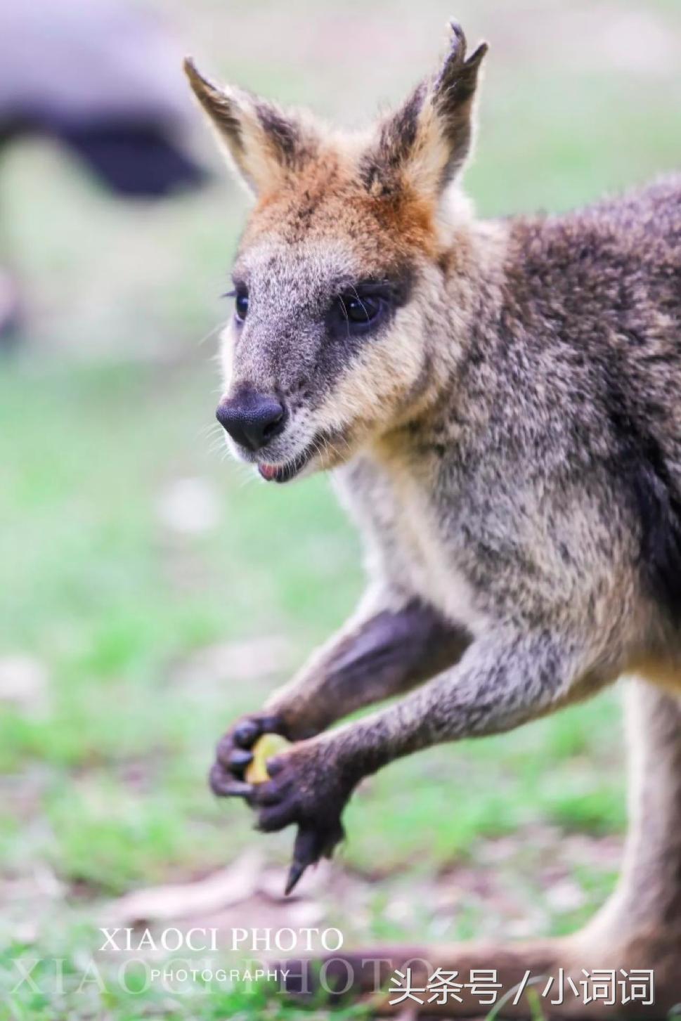 玩转南澳大利亚，这篇最全旅行攻略一定可以帮到你