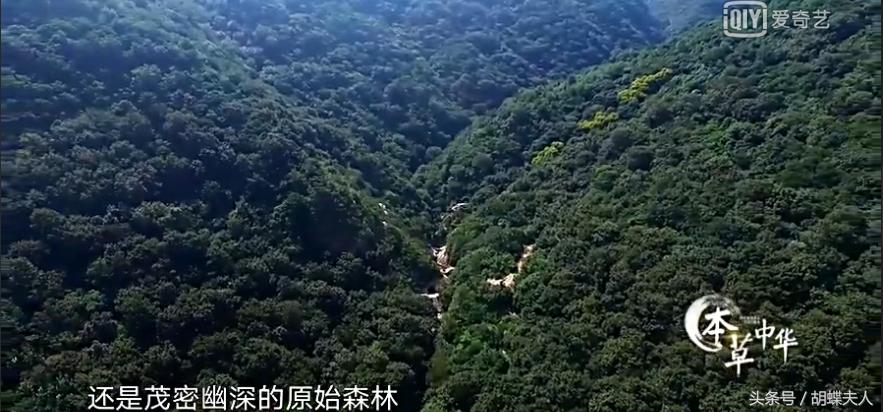 冬虫夏草？灵芝？枸杞？续断？《本草中华：相传》感受深情与传承