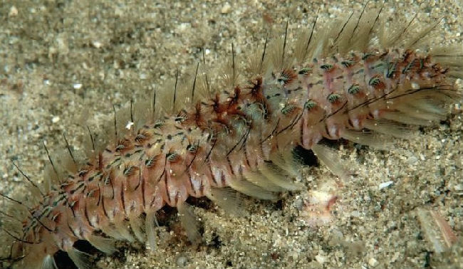 海钓最怕遇到的事,海钓毒物