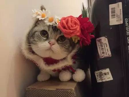 如小果专访：菲比和她家的肉丝！