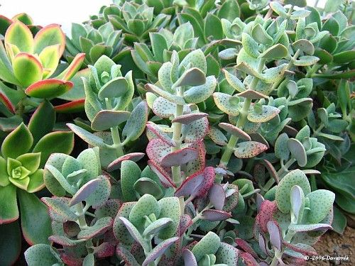 适合水培的花卉有什么,适合水培的花卉有哪些