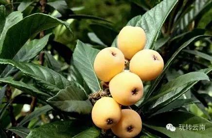 昆明周边采摘樱桃的地方,昆明周边地图全图