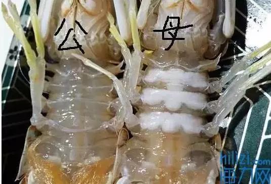 大连虾爬子几月开始吃,虾爬子几月好吃