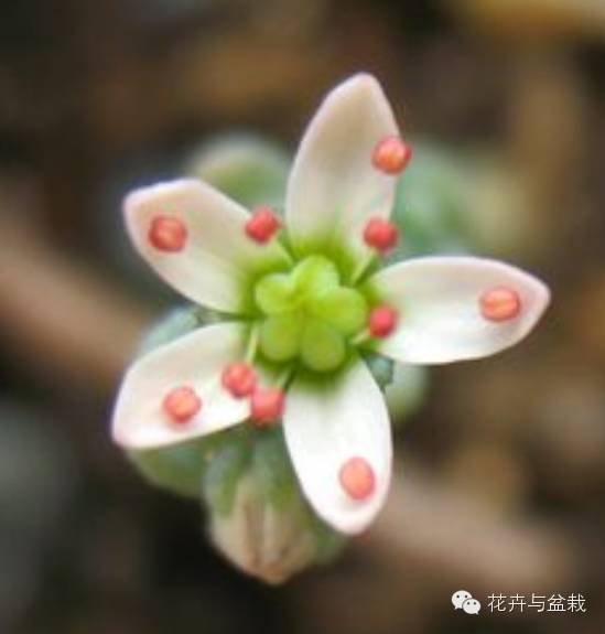 旋叶姬星美人大盆,姬星美人多肉