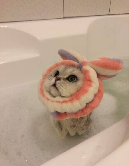 一只长眉毛的猫咪,一只八字眉的猫