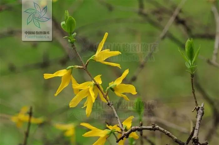 植物傻傻分不清,植物界的姐妹花
