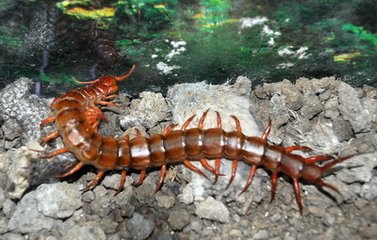 被蜈蚣爬上腿没注意怎么办,蜈蚣爬进耳朵里会怎么办