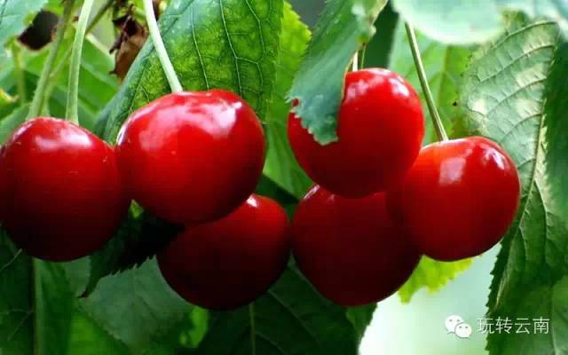 昆明周边采摘樱桃的地方,昆明周边地图全图