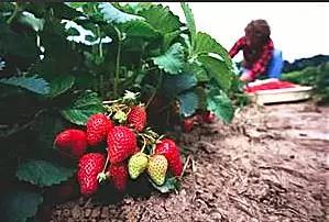 又到草莓时节,天津采摘草莓好又便宜的地方
