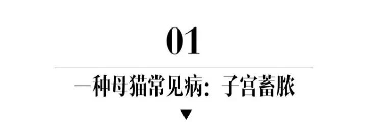 猫咪绝育后还是乱尿,关于猫咪绝育这里有最详细的攻略