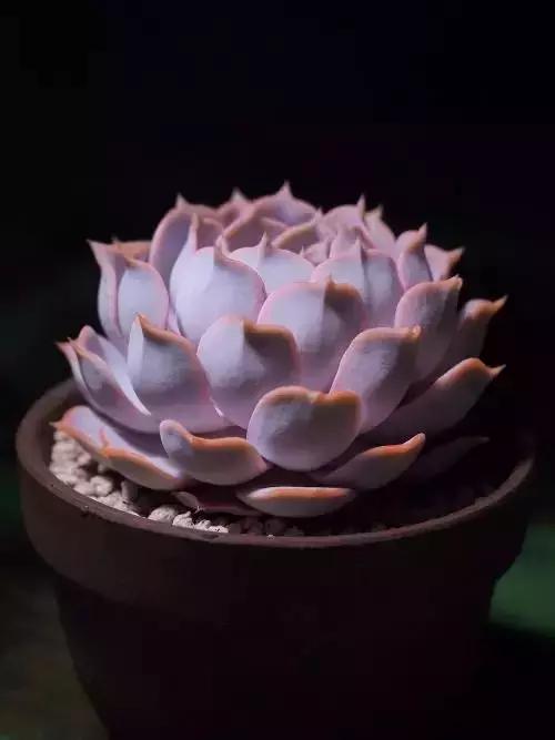 没时间出去玩养多肉,外出旅游多肉怎么办