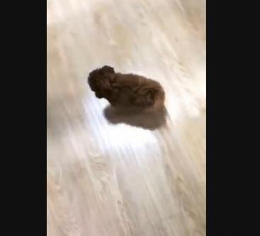 刚买回来的小泰迪一看见我就叫唤,小泰迪刚到家该怎么照顾