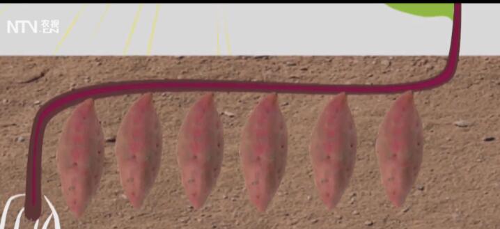 怎样种红薯产量高不生虫,红薯怎么种又大又甜产量高