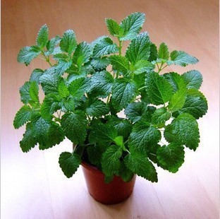 经常吸烟适合养什么花,盘点9种家庭养花常见的有毒花卉