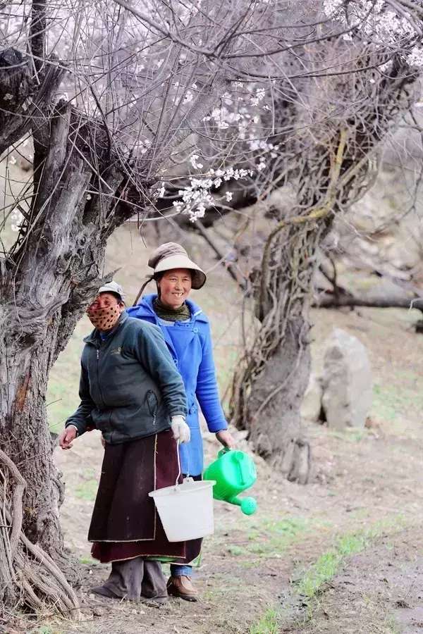 一封来自*藏西**的辞职信