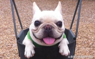 可爱的狗狗品种大全,最可爱的十种狗狗