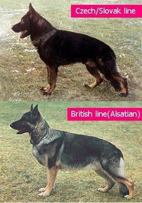 如何挑选一只纯双血统的德牧讲解,德牧血统信息查询