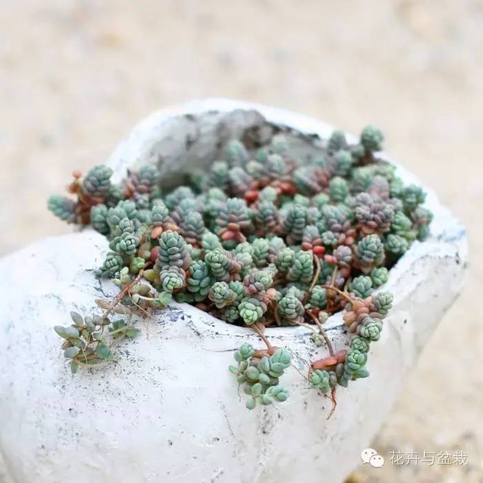 旋叶姬星美人大盆,姬星美人多肉