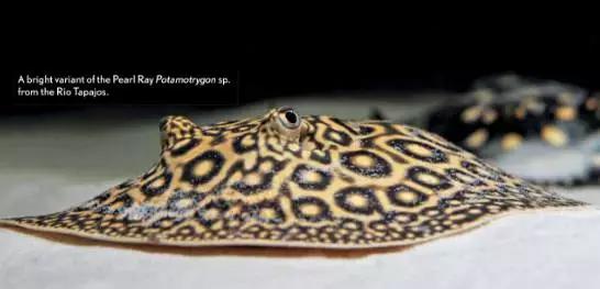 原生魟鱼,魟鱼原生