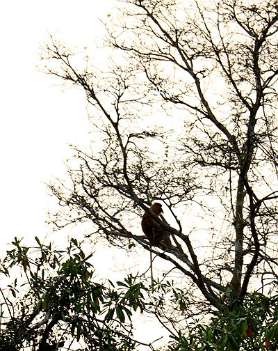 沙巴4天自由行攻略 (沙巴5天之旅)