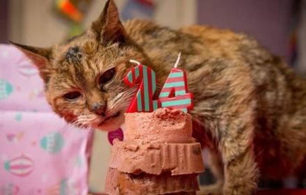 世上最老的猫是什么猫,世界上最老的猫吉尼斯世界纪录