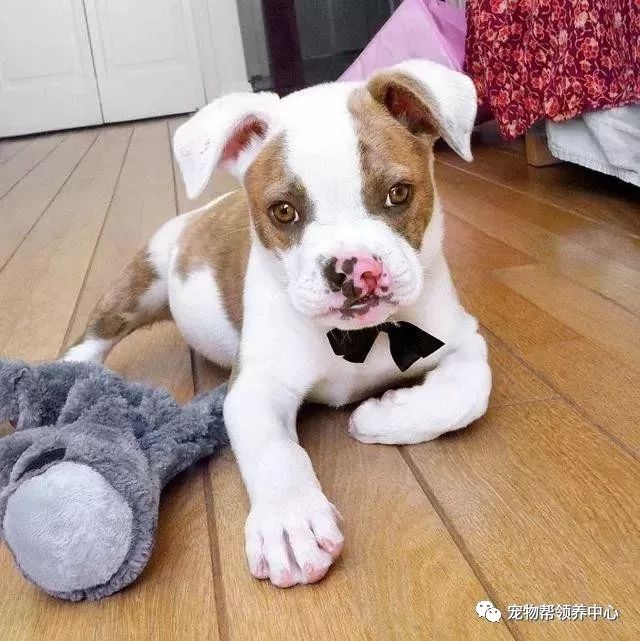 腭裂的狗,腭裂犬