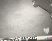 小狗被箭射中被找到,小狗被当活靶子