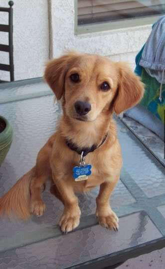 超级可爱的腊肠犬图,超级可爱的混血狗狗