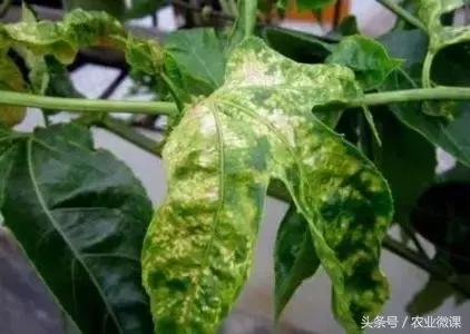 黄金百香果种植技术,百香果修剪技术视频