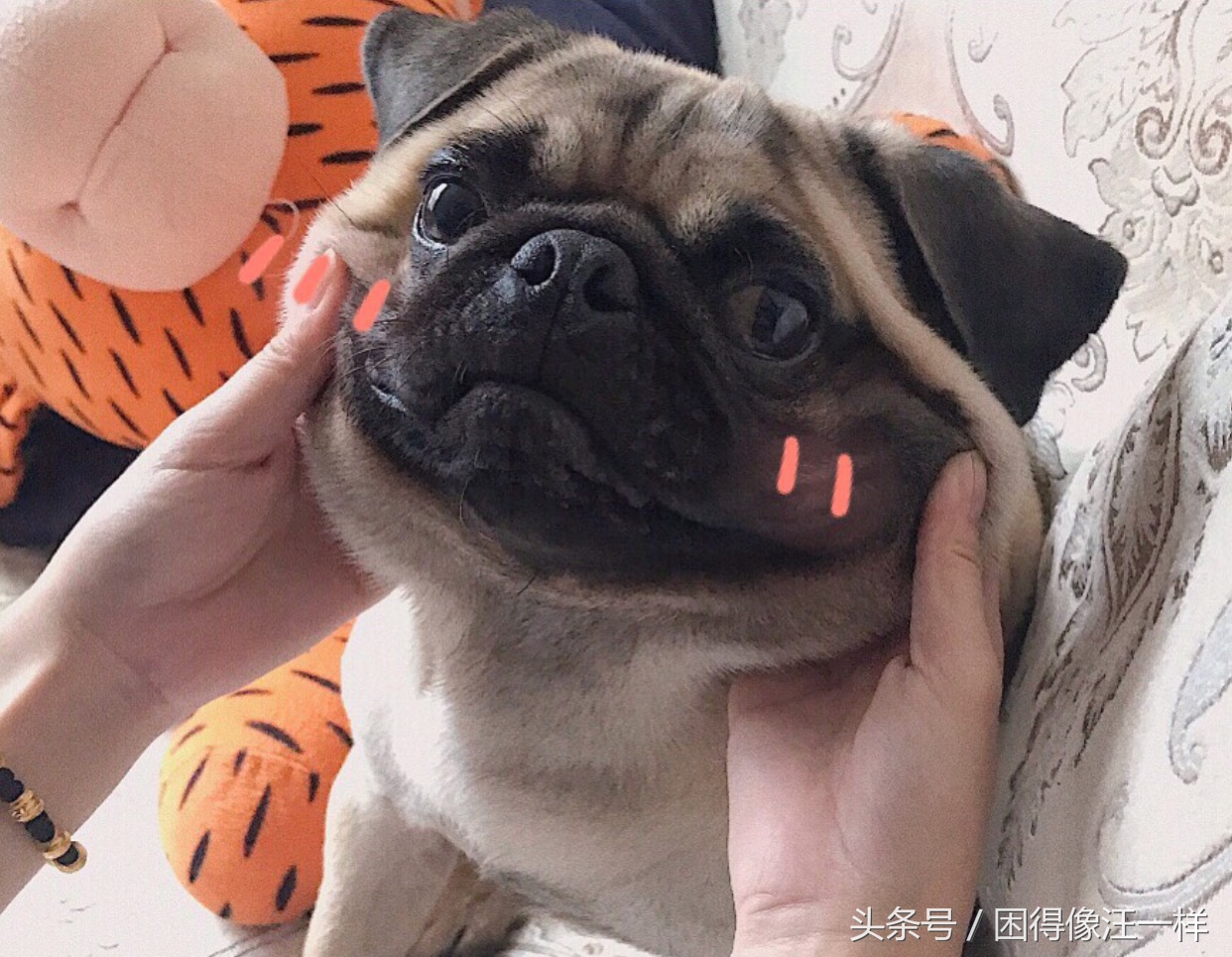 洗澡的时候狗狗浑身是血，居然是寄生虫作怪