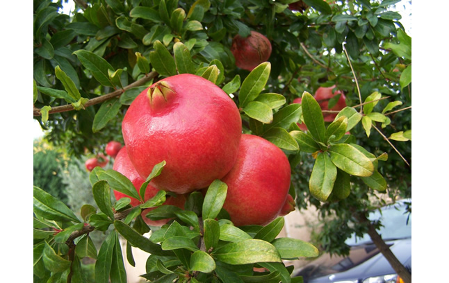 秋季石榴可以多吃吗,石榴籽发暗黄色还能吃吗