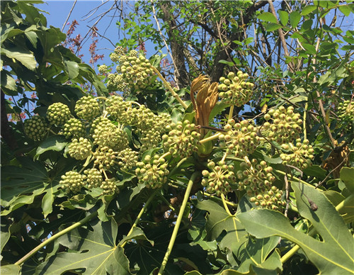 绿色的青蛙泡酒治疗风湿病,老鹳草泡酒治风湿最佳搭配