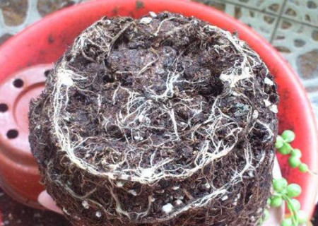 佛珠多肉专用土还需要陶粒垫底吗,多肉佛珠怎么种