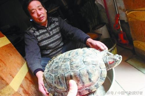 巴西龟放生在河里能活吗,生病的巴西龟放生能活吗