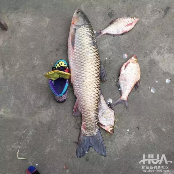 5.4米龙纹鲤三代,龙纹鲤3代钓草鱼行吗