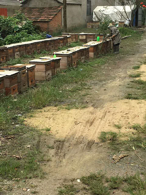 国庆回一趟乡下老家，真有十里飘香的蜂蜜，我再也不买进口蜂蜜了