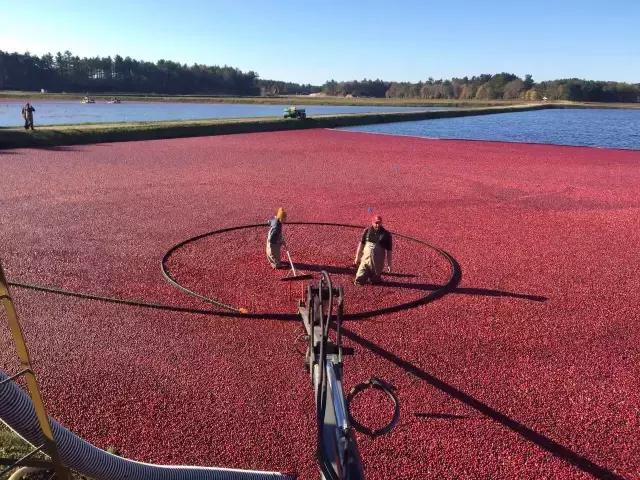 蔓越莓背后的神秘传说,她是个有故事的水果