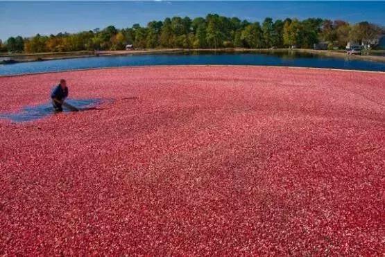 蔓越莓背后的神秘传说,她是个有故事的水果