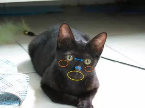 怎么分清公猫还是母猫,怎么分清是母猫还是公猫