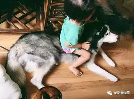 哈士奇怎么养才能养好,哈士奇怎么养才能养得很听话