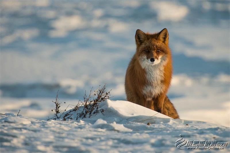 采矿工程师视频,采矿工程师拍摄的狐狸