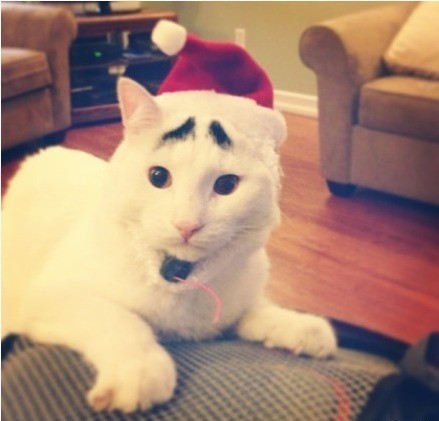 一只长眉毛的猫咪,一只八字眉的猫