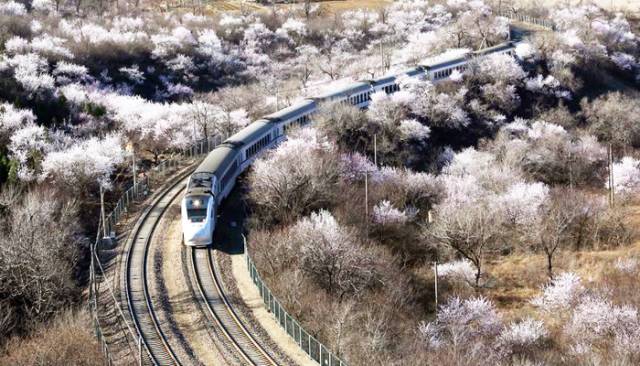 一场樱花雨醉了人间四月天,人间最美四月天樱花怒放