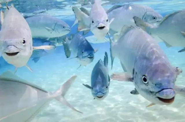 澳大利亚豪勋爵岛介绍,澳洲最美岛屿