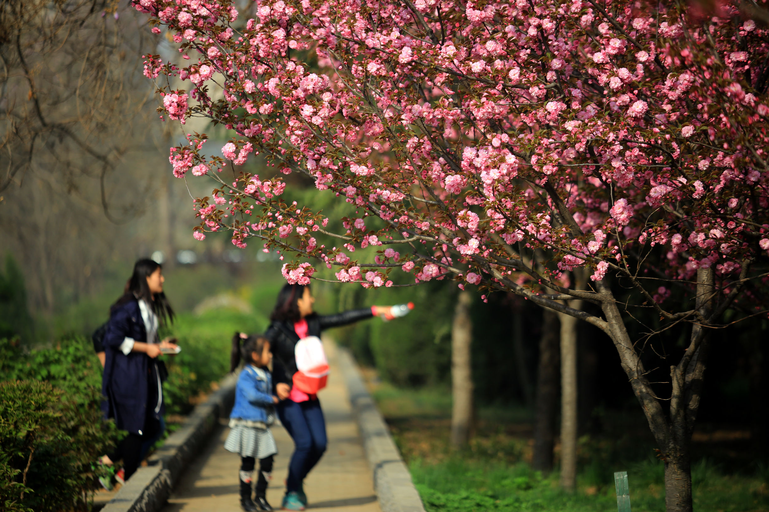 洛阳龙门牡丹园最美牡丹,洛阳国家牡丹园最独特的牡丹