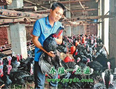 火鸡养殖发展前景十分可观,火鸡养殖前景和利润