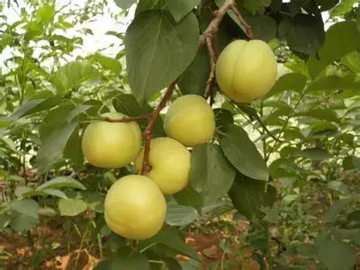 辽宁省特产别的省份吃不到的,辽宁的十大特色水果