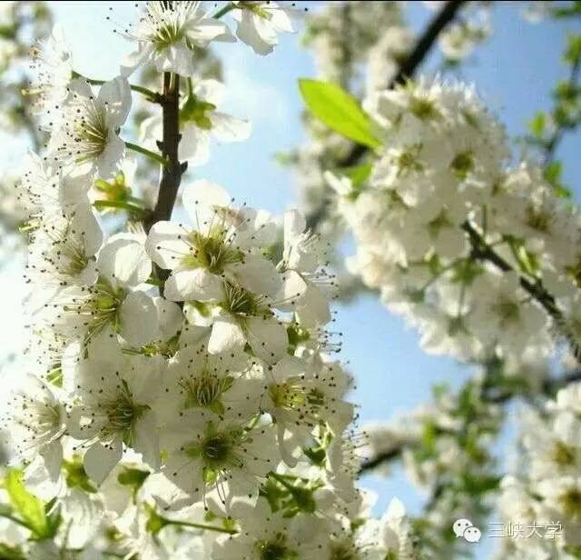 周末去三里街公园看花,周末游三凤山看桃花