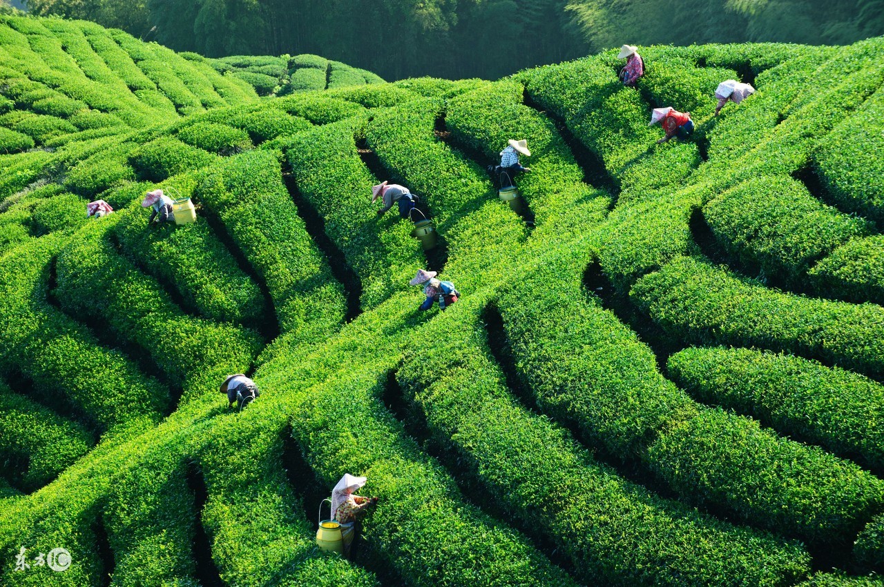 铁观音茶叶功效,降脂茶叶的功效