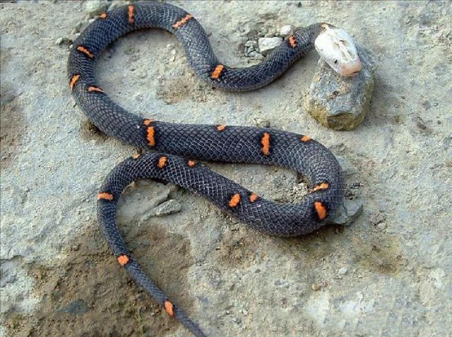 喜马拉雅白头蛇,喜马拉雅白头蝰是多少级